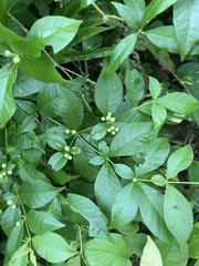 Rauvolfia tetraphylla