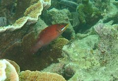 Pseudocheilinus evanidus