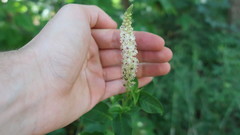 Phytolacca heterotepala