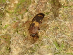 Mycetophagus piceus
