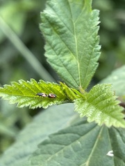 Oxycarenus