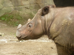Sumatran Rhinoceros photo 5