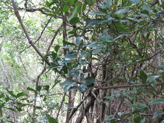 Psychotria capensis capensis