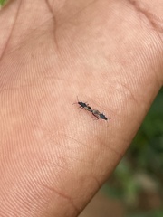 Oxycarenus