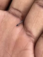 Oxycarenus