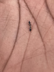 Oxycarenus