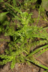 Matricaria discoidea