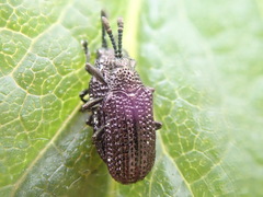 Microrhopala excavata