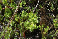 Lysimachia minima