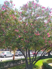 Nerium oleander