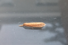 Donacaula forficella