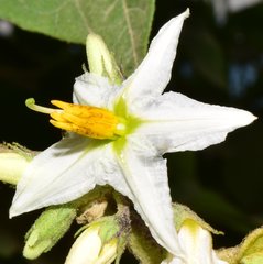 Solanum rudepannum