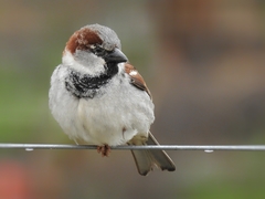 House Sparrow photo 2