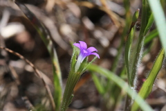 Githopsis specularioides