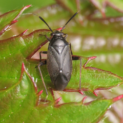 Capsus