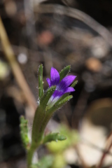 Githopsis specularioides