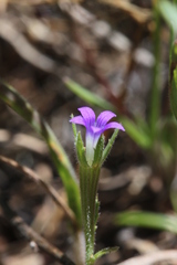 Githopsis specularioides