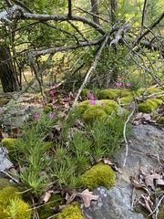 Phemeranthus mengesii