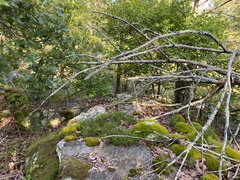 Phemeranthus mengesii