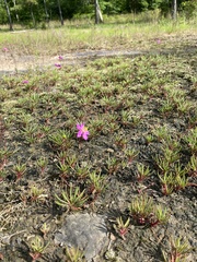 Phemeranthus mengesii