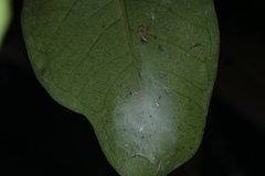 Indopadilla insularis