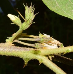 Solanum rudepannum