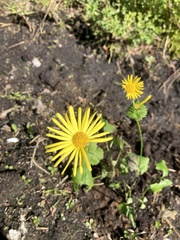 Doronicum caucasicum