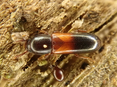 Corticeus fasciatus