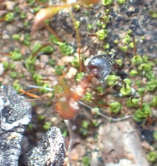 Crematogaster melanogaster