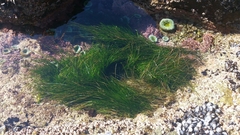 Phyllospadix scouleri