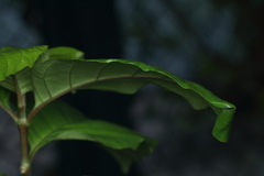 Indoxysticus