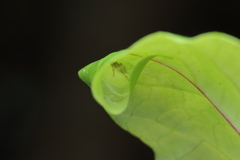 Indoxysticus