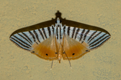 Dichocrocis zebralis