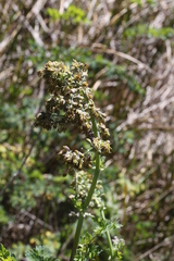 Thalictrum fendleri polycarpum