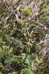 Thalictrum fendleri polycarpum