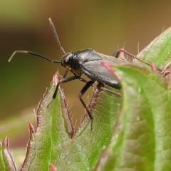 Capsus
