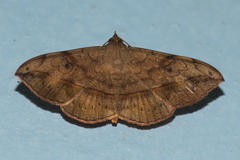 Anticarsia irrorata