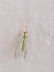 Ceraeochrysa