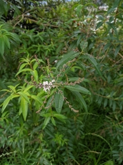 Aloysia citrodora