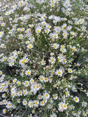 Erigeron filifolius
