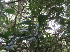 Psychotria capensis capensis