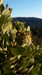 Arctostaphylos hooveri