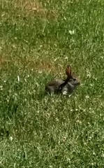 Sylvilagus floridanus