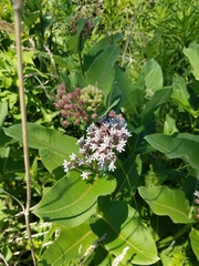 Asclepias syriaca