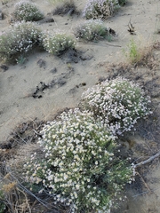 Erigeron filifolius