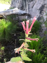 Lamourouxia avendanoi
