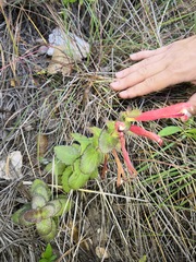 Lamourouxia avendanoi