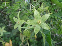 Gonolobus grandiflorus