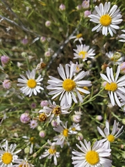 Erigeron filifolius