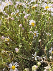Erigeron filifolius